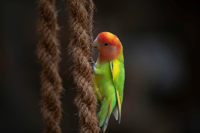 cennet-papagani