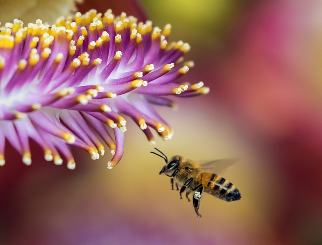 Arılarda Kış Bakımı (Kışlatma) Nasıl Yapılır?