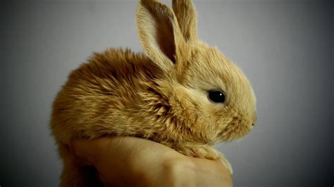Evde Tavşanın İhtiyaç Duyduğu Veteriner Bakımı