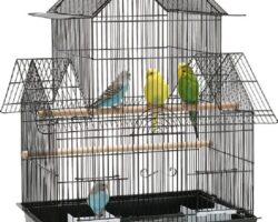 Evcil Kuşlarda Ortam ve Kafes Düzenlemesi İpuçları
