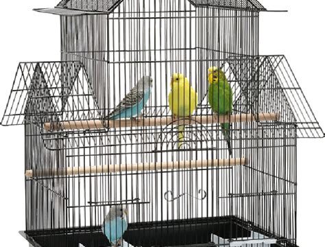 Evcil Kuşlarda Ortam ve Kafes Düzenlemesi İpuçları