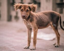 Köpeklerde Safra Kesesi Hastalığı
