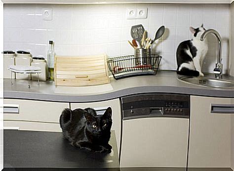 Ev Kediniz Için Ideal Yiyecek Miktarı