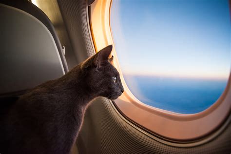 Kedi Ile Uçak Yolculuğu