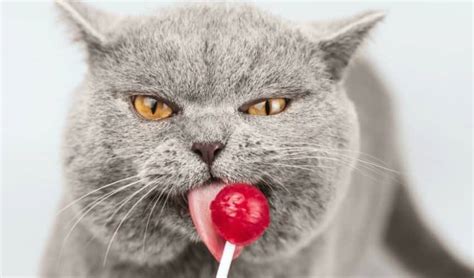 Kediler Tatlı Yiyebilir Mi?