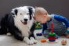 Köpek Oyuncaklarıyla Eğitim ve Disiplin Oluşturma