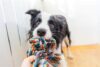Köpek Oyuncağı Yapımı ve Evde Kendi Oyuncaklarınızı Yapma Fikirleri