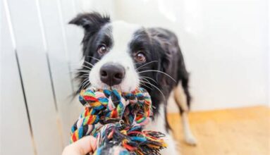 Köpek Oyuncağı Yapımı ve Evde Kendi Oyuncaklarınızı Yapma Fikirleri